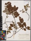 Foto von Salix aurita L. x Salix caprea L.